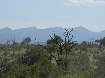 Scenic view of trees and mountains against sky