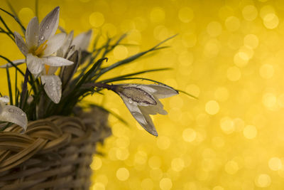 Close-up of yellow flower