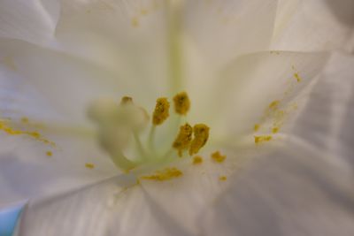 Close-up of flower