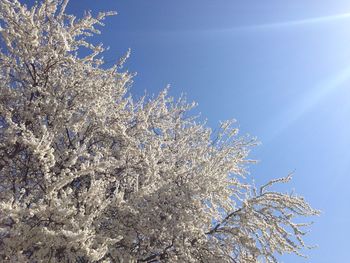 Low angle view of tree against blue sky