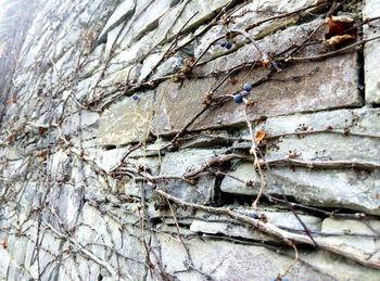 Close-up of brick wall