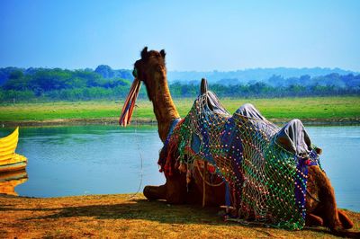 Camel sitting on lakeshore