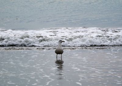 Seagull on beach