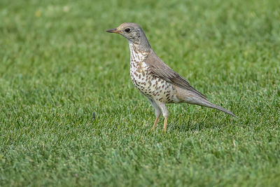 Side view of a bird on grass
