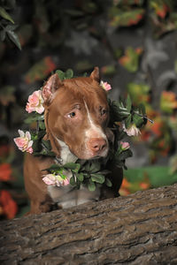 Portrait of a squirrel on plant