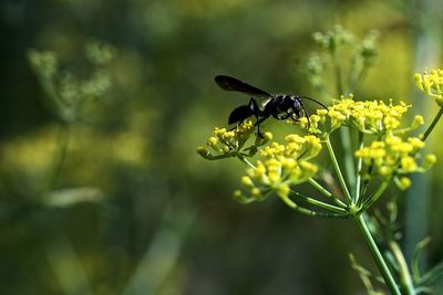 Close-up of insect on yellow flower