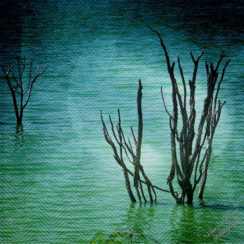 water, tranquility, rippled, lake, nature, tranquil scene, beauty in nature, waterfront, blue, scenics, reflection, branch, plant, bare tree, growth, grass, idyllic, day, outdoors, no people