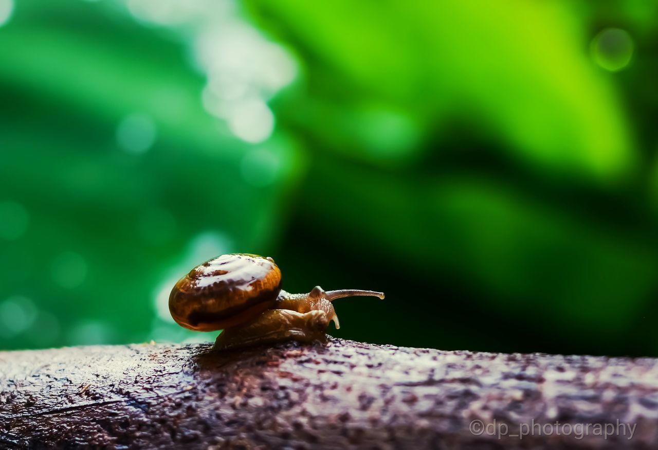 CLOSE-UP OF SNAIL ON GREEN LEAF