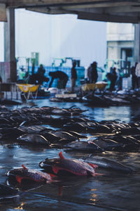 Close-up of fish in water