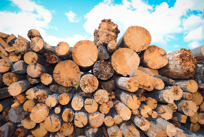 Stack of logs in forest