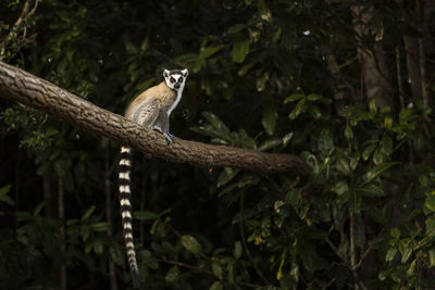 View of lizard on tree