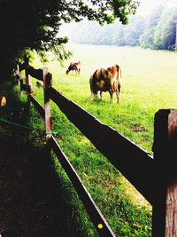 Horse grazing on grassy field