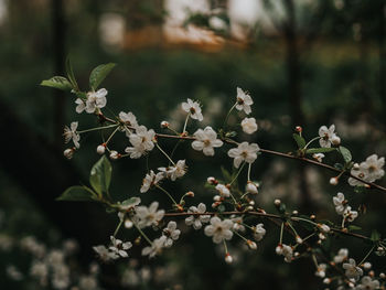 Close-up of white cherry blossom