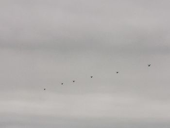 Low angle view of birds flying in sky