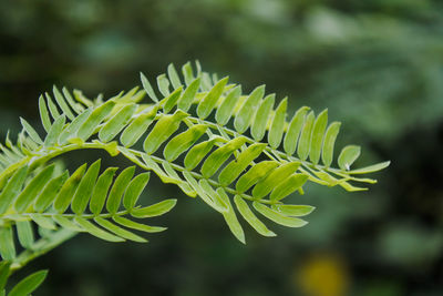 Close-up of green leaves