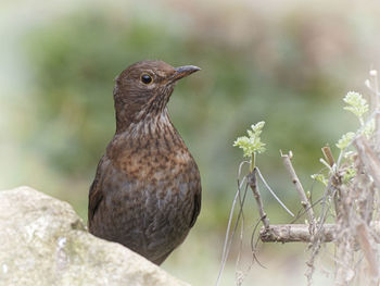 Close-up of bird perching on a tree