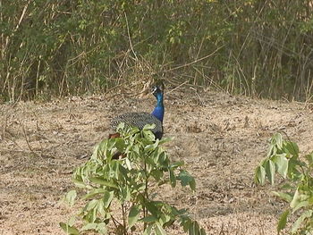 Bird perching on field