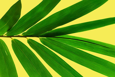 Close-up of plant against yellow background