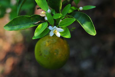 Close-up of fruit growing on tree