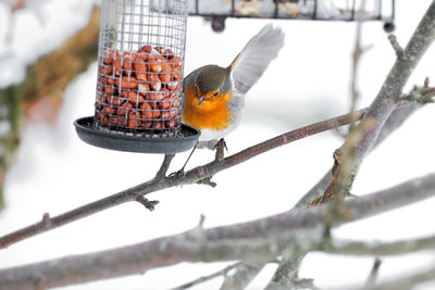 Close-up of bird perching on snow