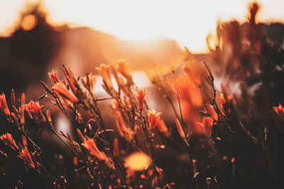 Close-up of stalks in field at sunset