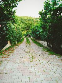 Walkway along trees