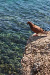 Close-up of bird perching on rock by lake