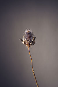 Dry flowers eryngium of the blue-headed plant. beautiful atmospheric floral card concept.horizontal