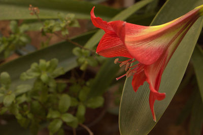 Close-up of red flowering plant