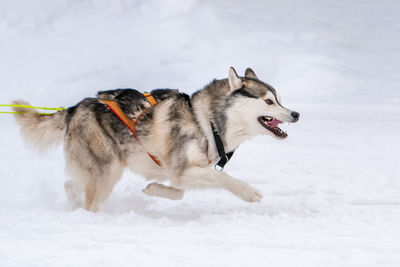 Dog on snow covered land