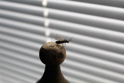 Close-up of bee perching on metal