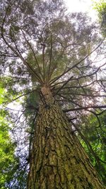 Low angle view of tree in forest