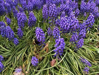 High angle view of purple flowering plants