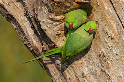 Rose-ringed parakeets perching on tree trunk