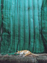 Close-up of a cat resting