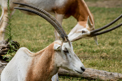 Close-up of a horse on field