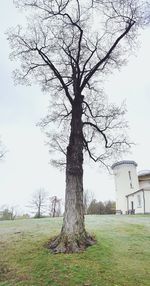 Tree on grass against sky