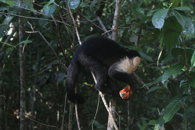 Monkeys in a forest