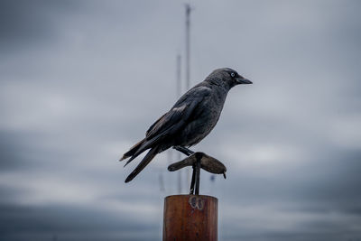 Bird perching on wooden post