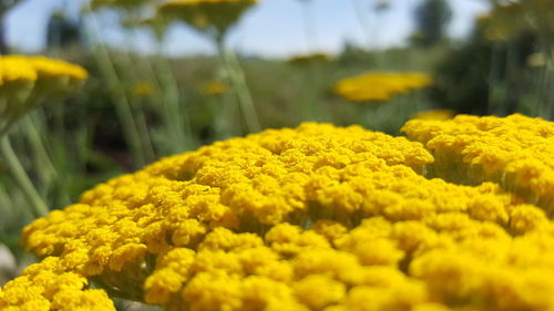 Close-up of yellow flower