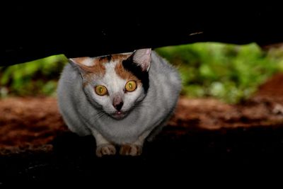 Close-up portrait of cat