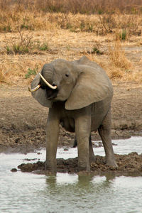 Elephant standing by river