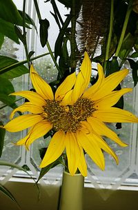 Close-up of yellow flowering plant