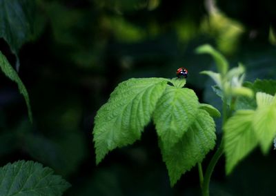 Close-up of ladybug on plant