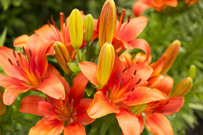 Close-up of orange lilies