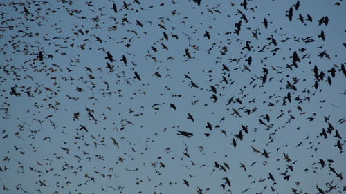 Flock of birds flying in sky