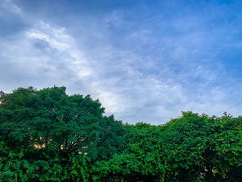 Low angle view of trees against sky