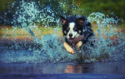 Dog in water