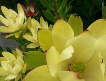 Close-up of yellow flowers