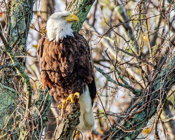 Close-up of eagle perching on tree in forest